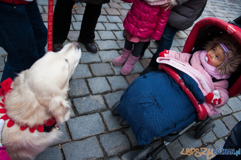 Golden retrievery podczas XXIII finału WOŚP Foto: © LepszyPOZNAN.pl / Karolina Kiraga Golden retrievery podczas XXIII finału WOŚP Foto: © LepszyPOZNAN.pl / Karolina Kiraga