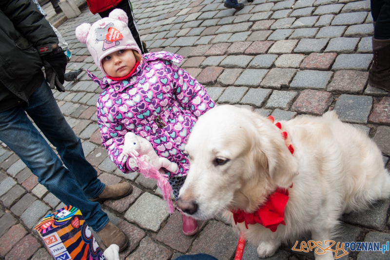 Golden retrievery podczas XXIII finału WOŚP Foto: © LepszyPOZNAN.pl / Karolina Kiraga Golden retrievery podczas XXIII finału WOŚP Foto: © LepszyPOZNAN.pl / Karolina Kiraga