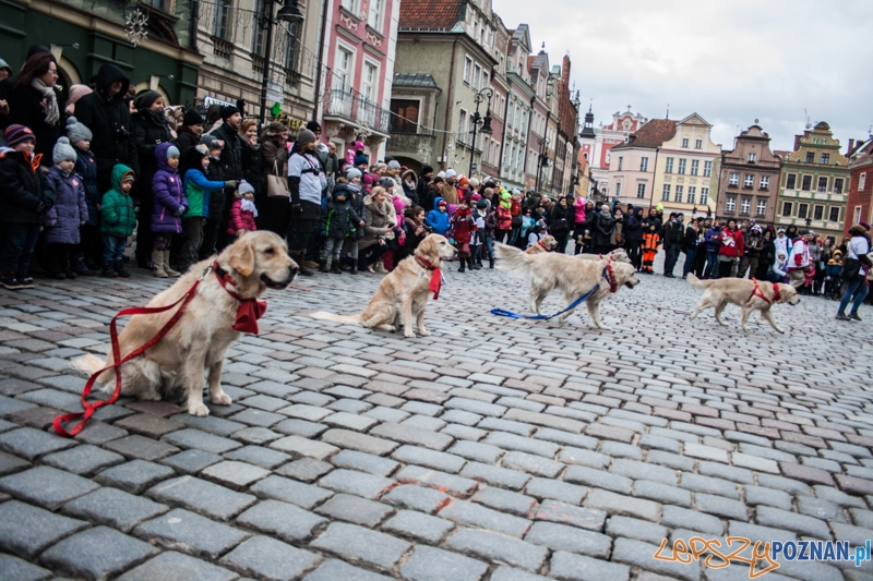 Golden retrievery podczas XXIII finału WOŚP Foto: © LepszyPOZNAN.pl / Karolina Kiraga Golden retrievery podczas XXIII finału WOŚP Foto: © LepszyPOZNAN.pl / Karolina Kiraga