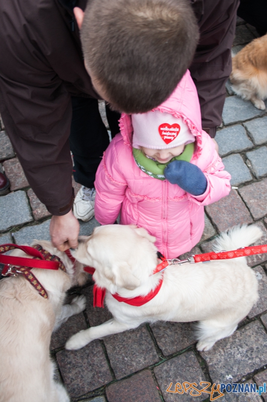 Golden retrievery podczas XXIII finału WOŚP Foto: © LepszyPOZNAN.pl / Karolina Kiraga Golden retrievery podczas XXIII finału WOŚP Foto: © LepszyPOZNAN.pl / Karolina Kiraga