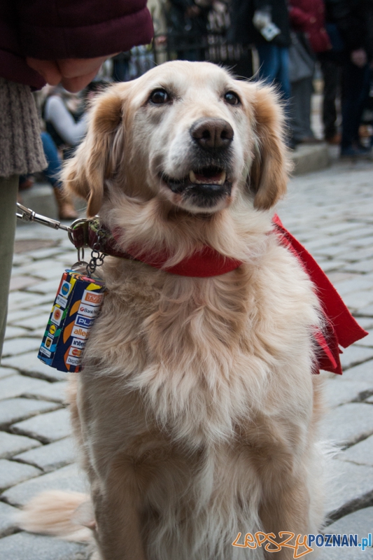 Golden retrievery podczas XXIII finału WOŚP Foto: © LepszyPOZNAN.pl / Karolina Kiraga Golden retrievery podczas XXIII finału WOŚP Foto: © LepszyPOZNAN.pl / Karolina Kiraga