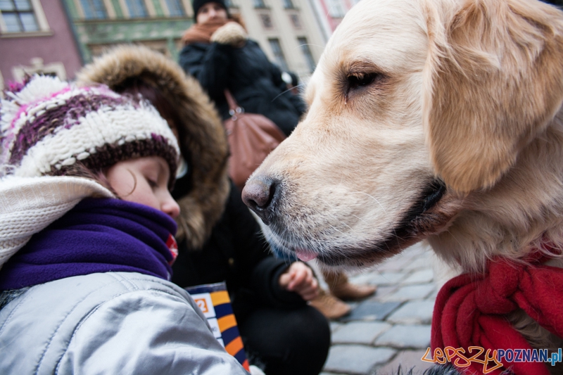 Golden retrievery podczas XXIII finału WOŚP Foto: © LepszyPOZNAN.pl / Karolina Kiraga Golden retrievery podczas XXIII finału WOŚP Foto: © LepszyPOZNAN.pl / Karolina Kiraga