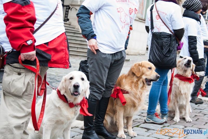 Golden retrievery podczas XXIII finału WOŚP Foto: © LepszyPOZNAN.pl / Karolina Kiraga Golden retrievery podczas XXIII finału WOŚP Foto: © LepszyPOZNAN.pl / Karolina Kiraga
