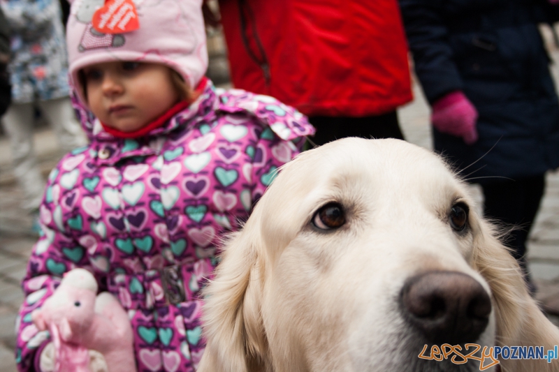 Golden retrievery podczas XXIII finału WOŚP Foto: © LepszyPOZNAN.pl / Karolina Kiraga Golden retrievery podczas XXIII finału WOŚP Foto: © LepszyPOZNAN.pl / Karolina Kiraga