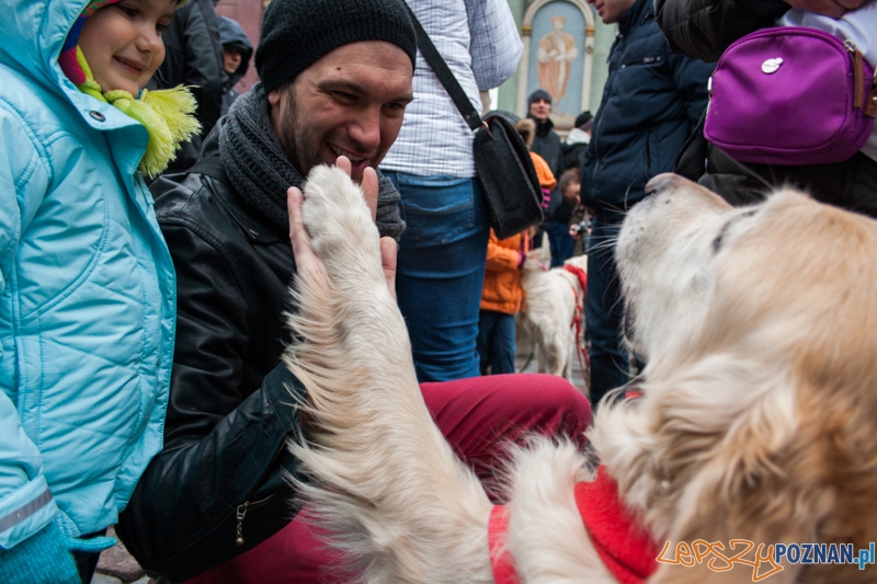 Golden retrievery podczas XXIII finału WOŚP Foto: © LepszyPOZNAN.pl / Karolina Kiraga Golden retrievery podczas XXIII finału WOŚP Foto: © LepszyPOZNAN.pl / Karolina Kiraga