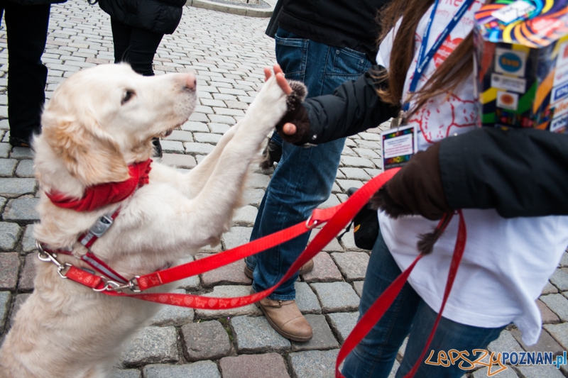 Golden retrievery podczas XXIII finału WOŚP Foto: © LepszyPOZNAN.pl / Karolina Kiraga Golden retrievery podczas XXIII finału WOŚP Foto: © LepszyPOZNAN.pl / Karolina Kiraga
