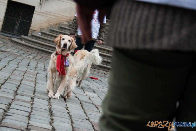 Golden retrievery podczas XXIII finału WOŚP Foto: © LepszyPOZNAN.pl / Karolina Kiraga Golden retrievery podczas XXIII finału WOŚP Foto: © LepszyPOZNAN.pl / Karolina Kiraga