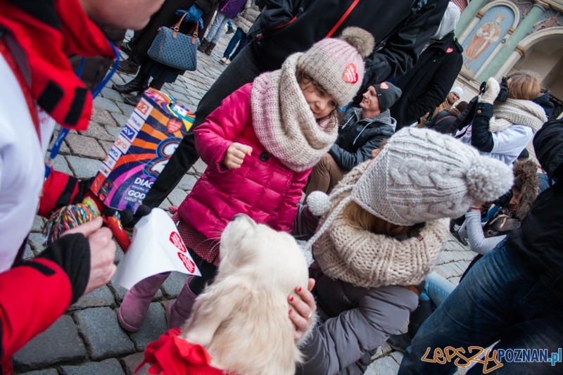 Golden retrievery podczas XXIII finału WOŚP Foto: © LepszyPOZNAN.pl / Karolina Kiraga Golden retrievery podczas XXIII finału WOŚP Foto: © LepszyPOZNAN.pl / Karolina Kiraga