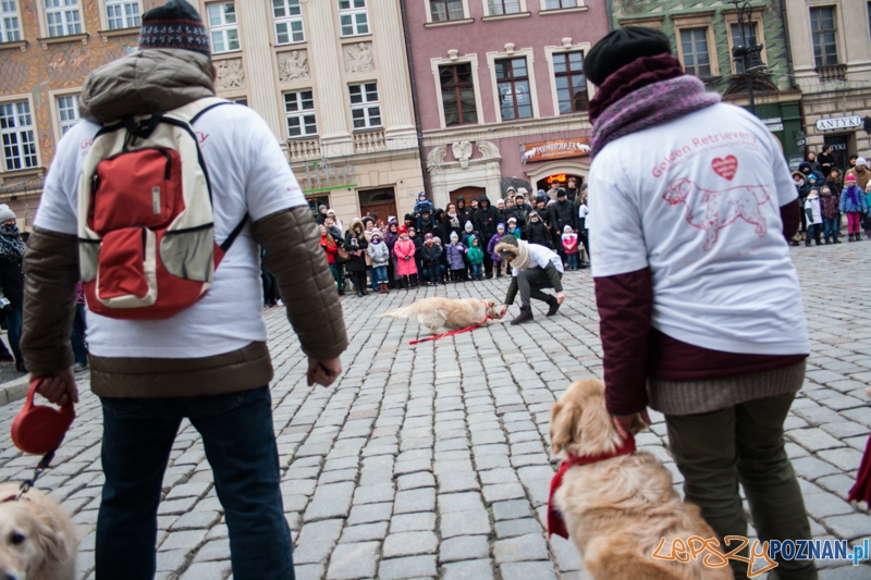 Golden retrievery podczas XXIII finału WOŚP Foto: © LepszyPOZNAN.pl / Karolina Kiraga Golden retrievery podczas XXIII finału WOŚP Foto: © LepszyPOZNAN.pl / Karolina Kiraga