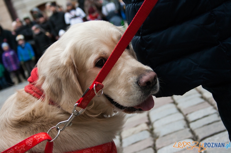 Golden retrievery podczas XXIII finału WOŚP Foto: © LepszyPOZNAN.pl / Karolina Kiraga Golden retrievery podczas XXIII finału WOŚP Foto: © LepszyPOZNAN.pl / Karolina Kiraga