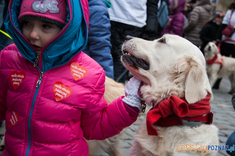 Golden retrievery podczas XXIII finału WOŚP Foto: © LepszyPOZNAN.pl / Karolina Kiraga Golden retrievery podczas XXIII finału WOŚP Foto: © LepszyPOZNAN.pl / Karolina Kiraga