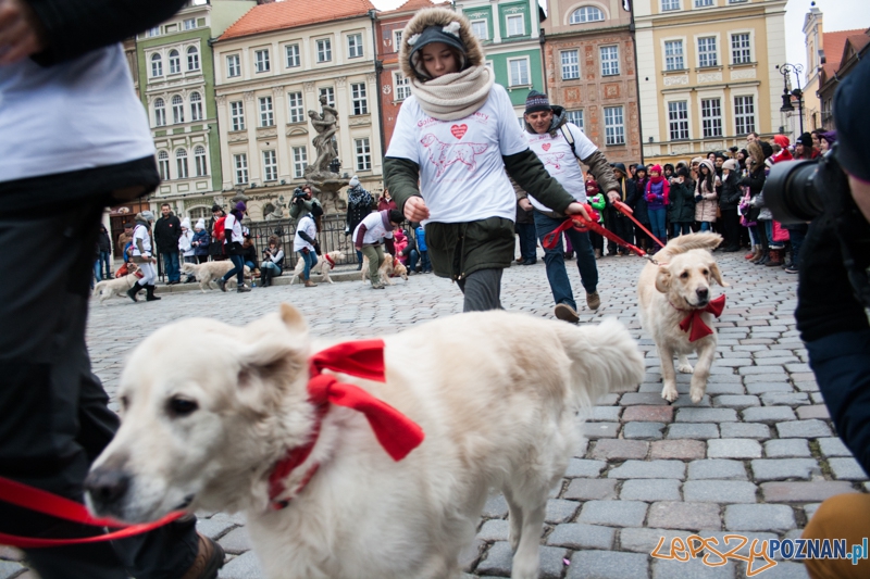Golden retrievery podczas XXIII finału WOŚP Foto: © LepszyPOZNAN.pl / Karolina Kiraga Golden retrievery podczas XXIII finału WOŚP Foto: © LepszyPOZNAN.pl / Karolina Kiraga
