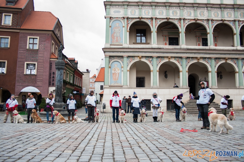 Golden retrievery podczas XXIII finału WOŚP Foto: © LepszyPOZNAN.pl / Karolina Kiraga Golden retrievery podczas XXIII finału WOŚP Foto: © LepszyPOZNAN.pl / Karolina Kiraga