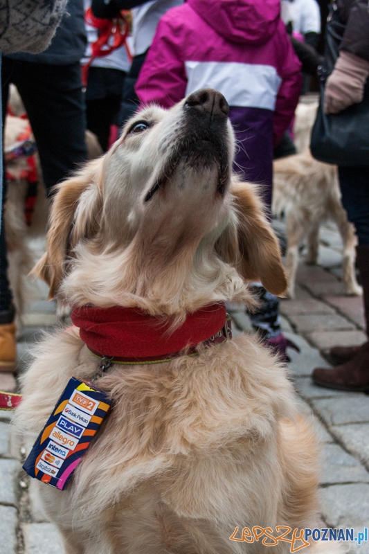 Golden retrievery podczas XXIII finału WOŚP Foto: © LepszyPOZNAN.pl / Karolina Kiraga Golden retrievery podczas XXIII finału WOŚP Foto: © LepszyPOZNAN.pl / Karolina Kiraga