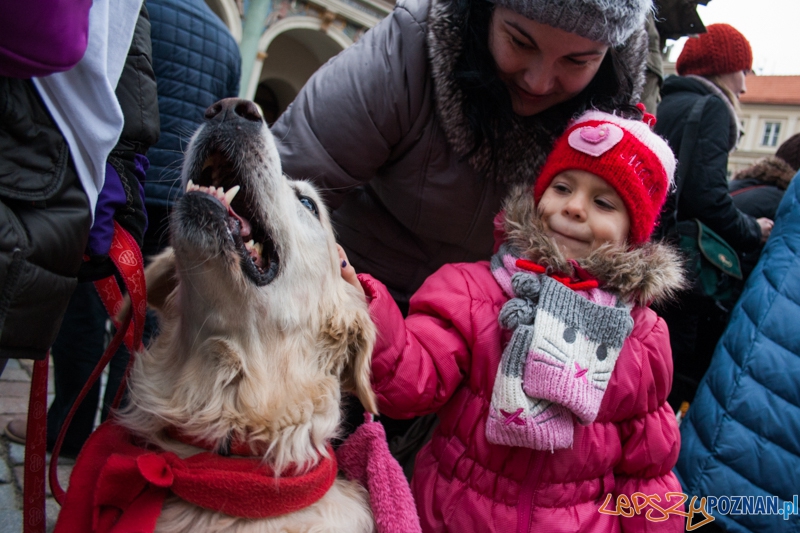 Golden retrievery podczas XXIII finaÅu WOÅP Foto: © LepszyPOZNAN.pl / Karolina Kiraga Golden retrievery podczas XXIII finaÅu WOÅP Foto: © LepszyPOZNAN.pl / Karolina Kiraga