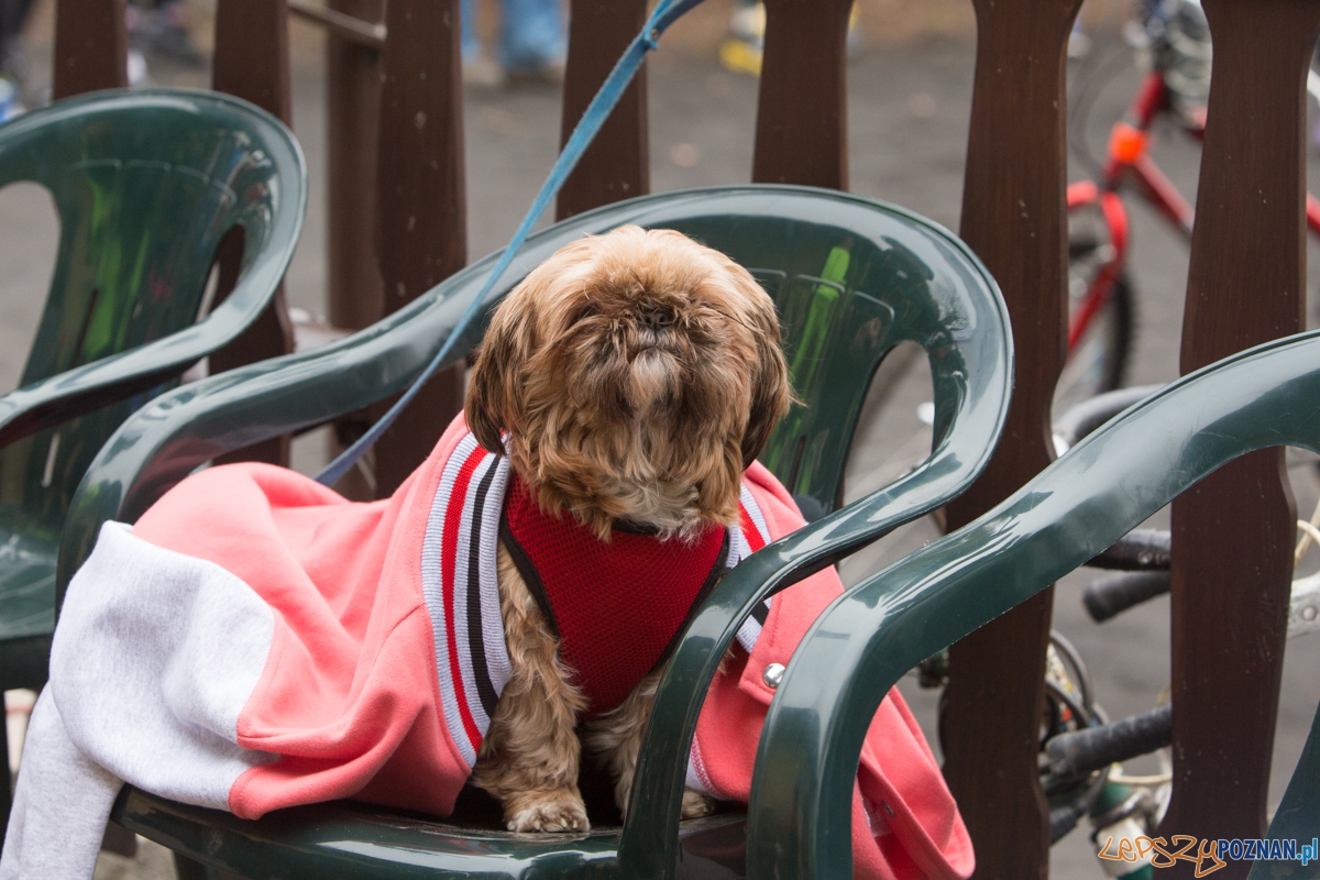 V Wildecka Dziesiątka Foto: lepszyPOZNAN.pl / Piotr Rychter V Wildecka Dziesiątka Foto: lepszyPOZNAN.pl / Piotr Rychter