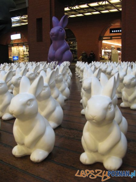 Zające Starego Browaru 2012 - 2.jpg Foto: Zające Starego Browaru 2012 - 2.jpg Foto: