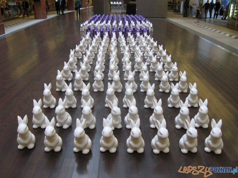 Zające Starego Browaru 2012 - 1.jpg Foto: Zające Starego Browaru 2012 - 1.jpg Foto: