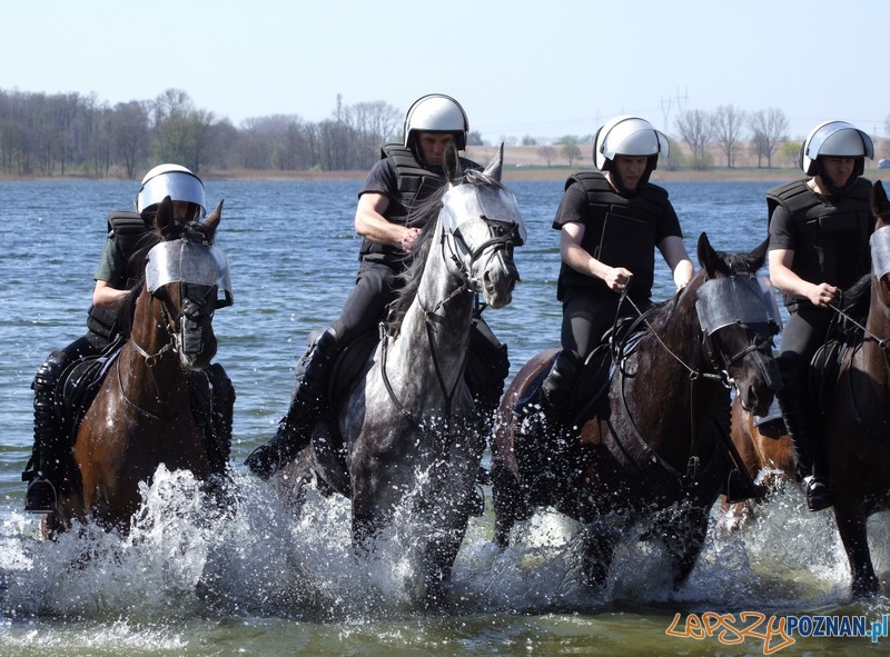 Policyjne konie zdawały egzamin bojowy Foto: KW Policji w Poznaniu Policyjne konie zdawały egzamin bojowy Foto: KW Policji w Poznaniu