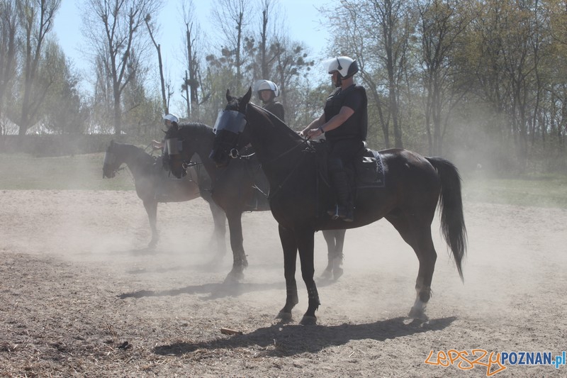 Policyjne konie zdawały egzamin bojowy Foto: KW Policji w Poznaniu Policyjne konie zdawały egzamin bojowy Foto: KW Policji w Poznaniu