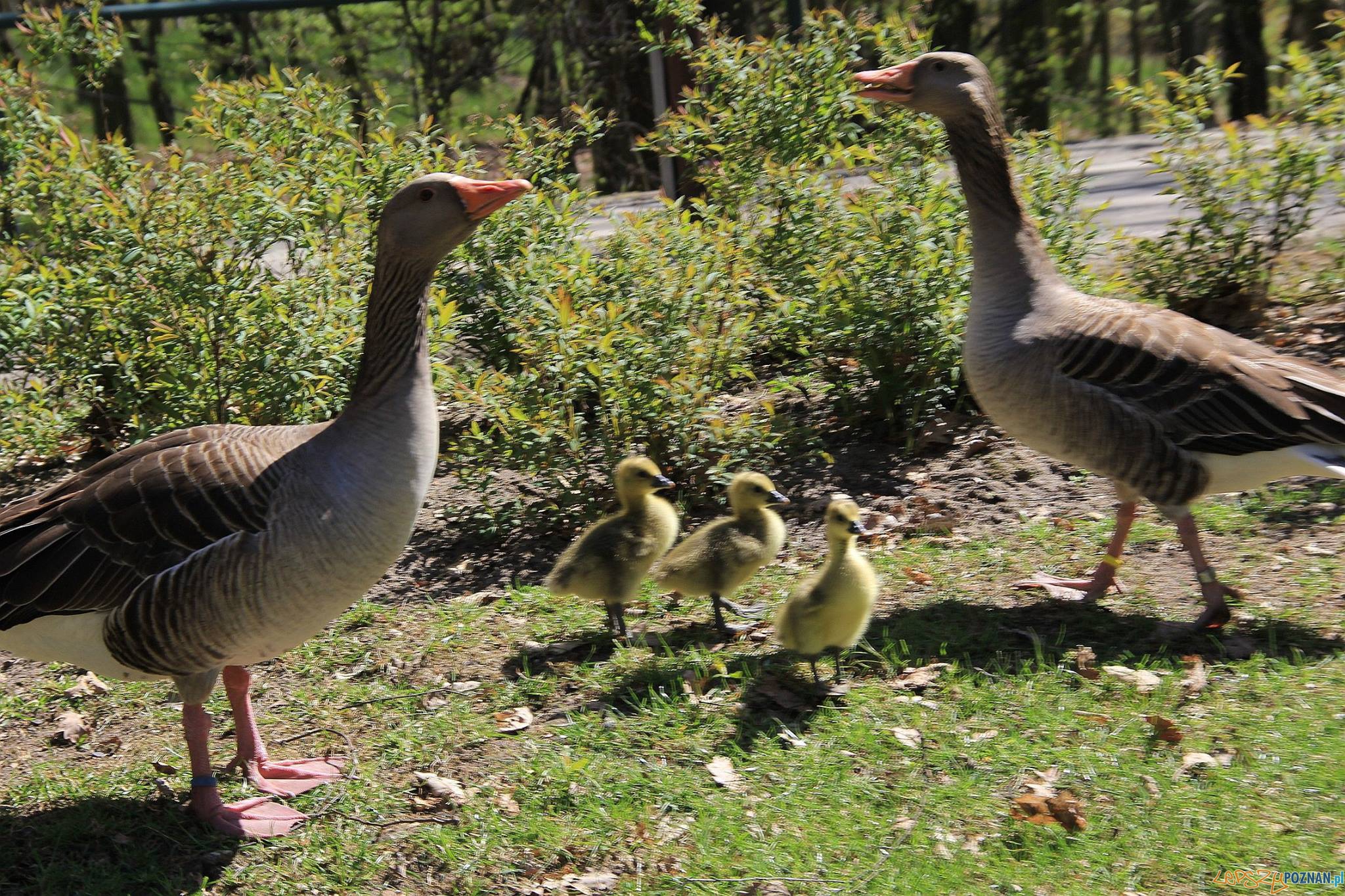 Gęsi ze swoim potomstwem Foto: Nowe Zoo Poznań Gęsi ze swoim potomstwem Foto: Nowe Zoo Poznań