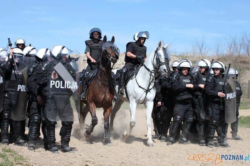 Policyjne konie zdawały egzamin bojowy Foto: KW Policji w Poznaniu Policyjne konie zdawały egzamin bojowy Foto: KW Policji w Poznaniu