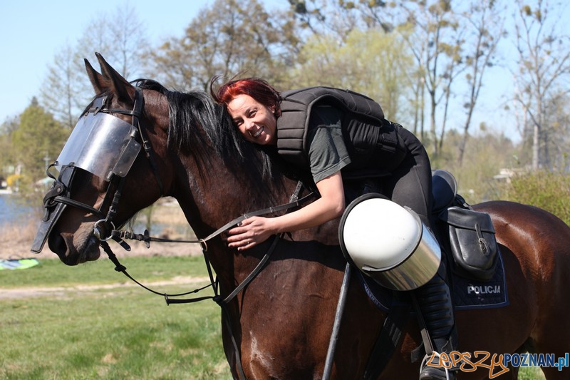 Policyjne konie zdawały egzamin bojowy Foto: KW Policji w Poznaniu Policyjne konie zdawały egzamin bojowy Foto: KW Policji w Poznaniu
