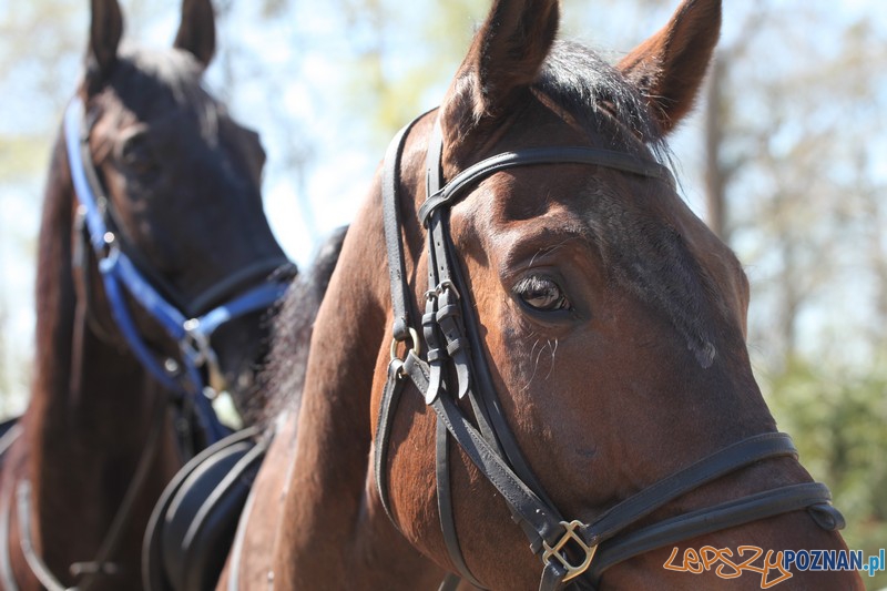 Policyjne konie zdawały egzamin bojowy Foto: KW Policji w Poznaniu Policyjne konie zdawały egzamin bojowy Foto: KW Policji w Poznaniu