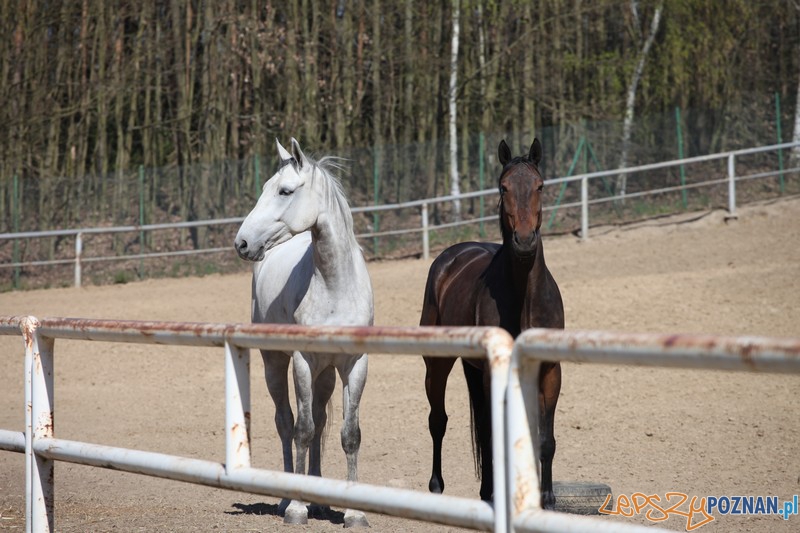 Policyjne konie zdawały egzamin bojowy Foto: KW Policji w Poznaniu Policyjne konie zdawały egzamin bojowy Foto: KW Policji w Poznaniu