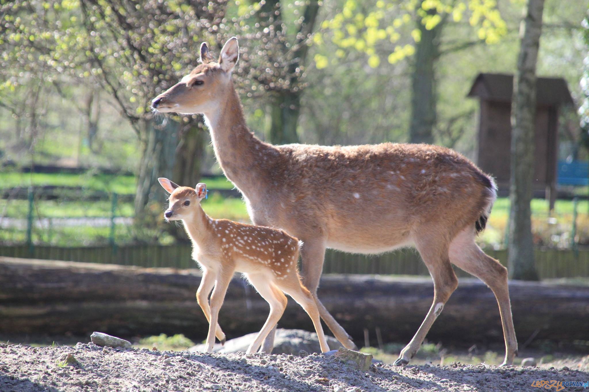Sika wietnamska Foto: Nowe Zoo Poznań Sika wietnamska Foto: Nowe Zoo Poznań