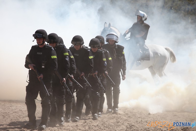 Policyjne konie zdawały egzamin bojowy Foto: KW Policji w Poznaniu Policyjne konie zdawały egzamin bojowy Foto: KW Policji w Poznaniu
