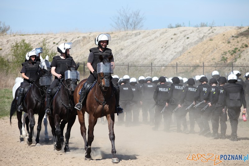 Policyjne konie zdawały egzamin bojowy Foto: KW Policji w Poznaniu Policyjne konie zdawały egzamin bojowy Foto: KW Policji w Poznaniu