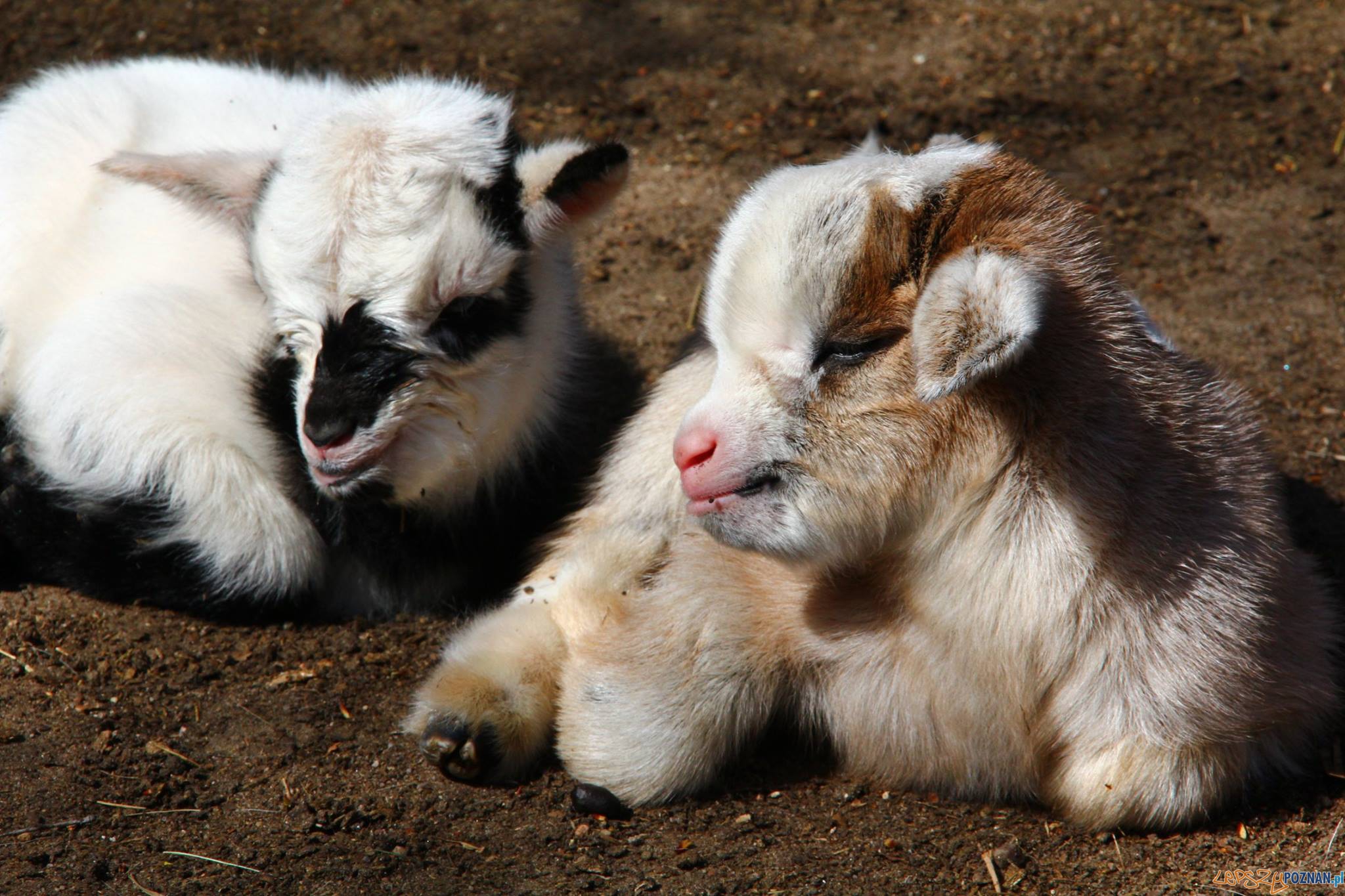 Lord Sznaps i Kruszynka Foto: Nowe Zoo Poznań Lord Sznaps i Kruszynka Foto: Nowe Zoo Poznań