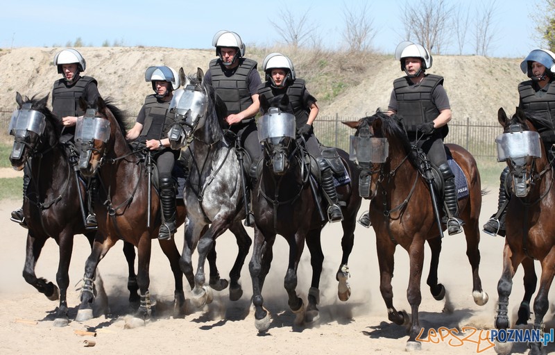 Policyjne konie zdawały egzamin bojowy Foto: KW Policji w Poznaniu Policyjne konie zdawały egzamin bojowy Foto: KW Policji w Poznaniu