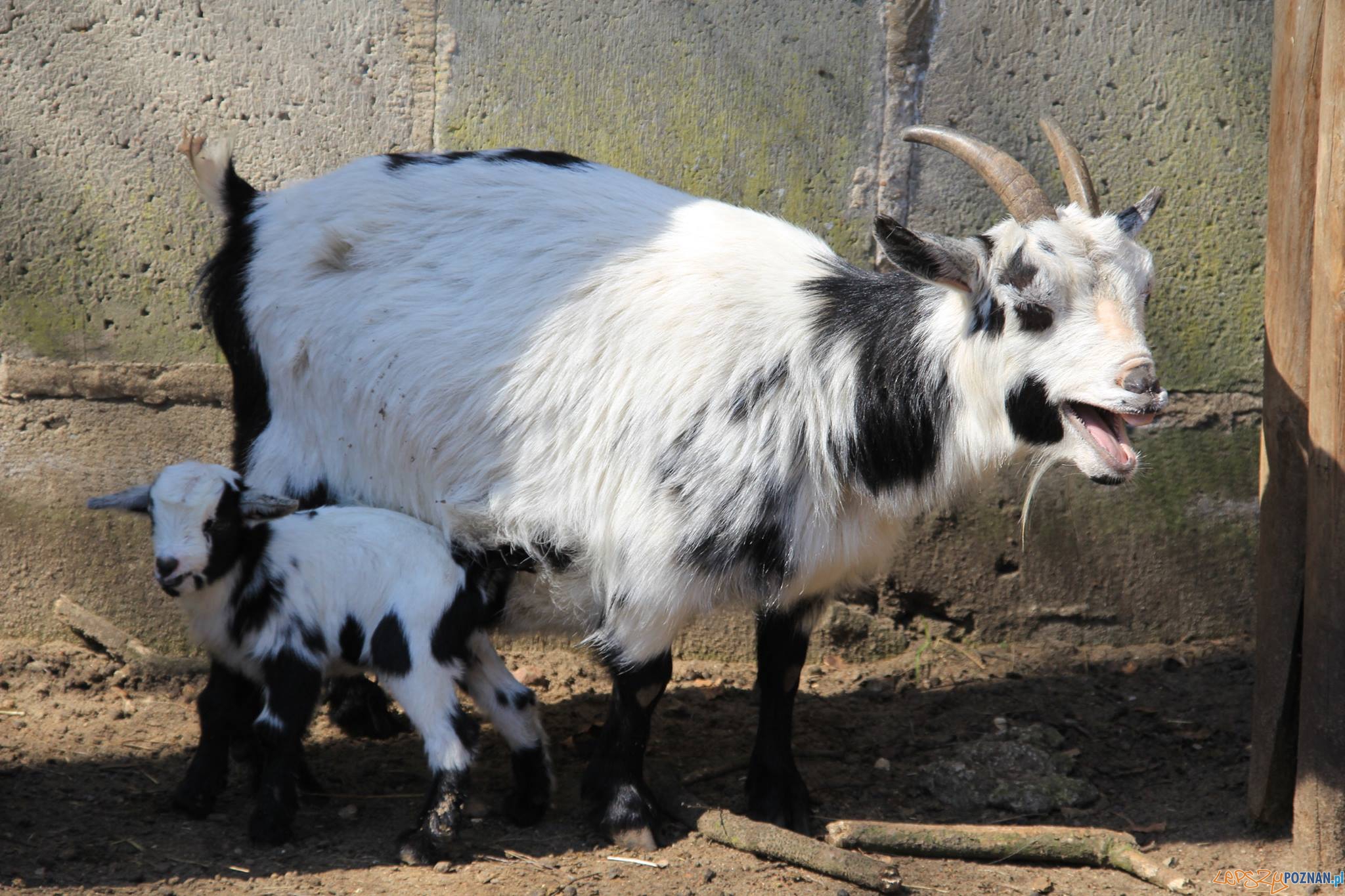 Kózka, która przyszła na świat w kwietniu 2015 Foto: Nowe Zoo Poznań Kózka, która przyszła na świat w kwietniu 2015 Foto: Nowe Zoo Poznań