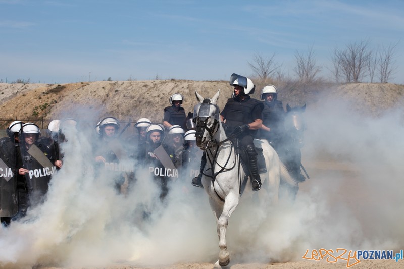 Policyjne konie zdawały egzamin bojowy Foto: KW Policji w Poznaniu Policyjne konie zdawały egzamin bojowy Foto: KW Policji w Poznaniu