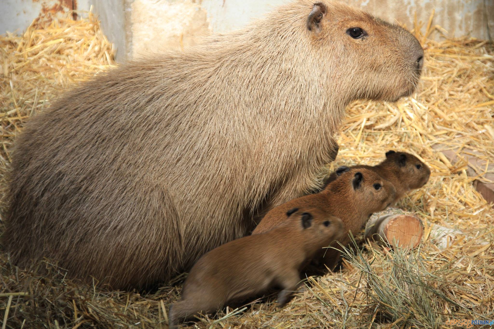 Hydrochoerus hydrochaeris Foto: Nowe Zoo Poznań Hydrochoerus hydrochaeris Foto: Nowe Zoo Poznań