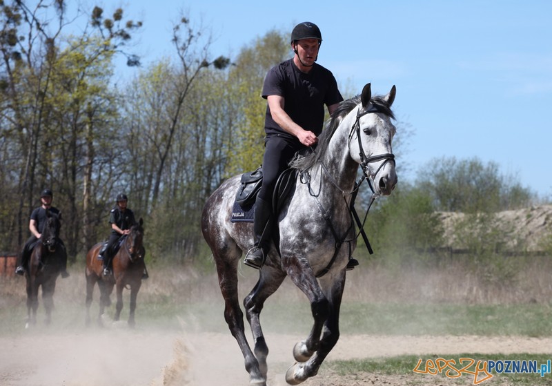 Policyjne konie zdawały egzamin bojowy Foto: KW Policji w Poznaniu Policyjne konie zdawały egzamin bojowy Foto: KW Policji w Poznaniu