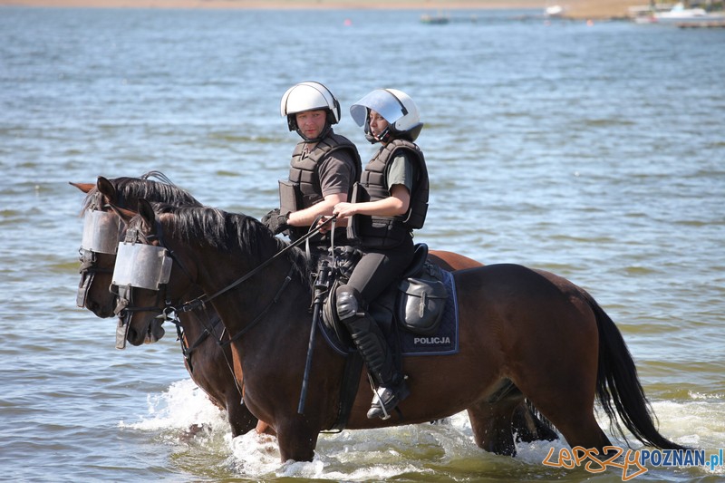 Policyjne konie zdawały egzamin bojowy Foto: KW Policji w Poznaniu Policyjne konie zdawały egzamin bojowy Foto: KW Policji w Poznaniu
