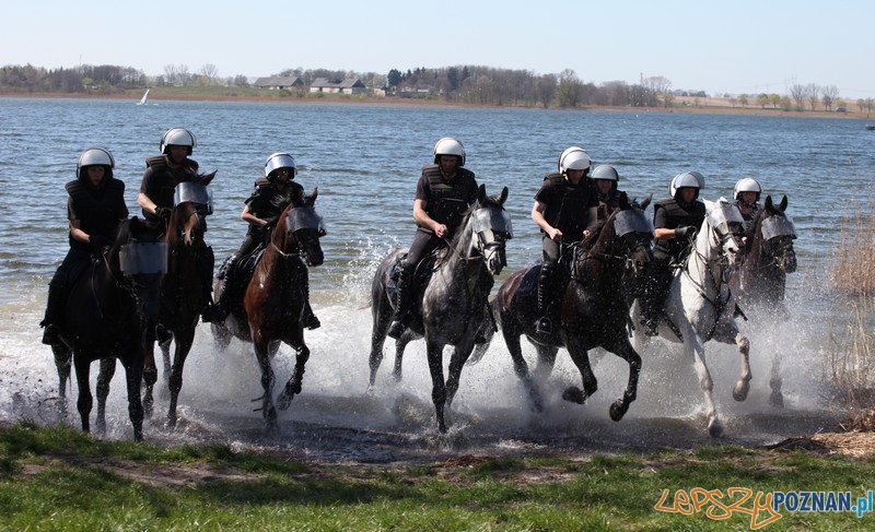 Policyjne konie zdawały egzamin bojowy Foto: KW Policji w Poznaniu Policyjne konie zdawały egzamin bojowy Foto: KW Policji w Poznaniu