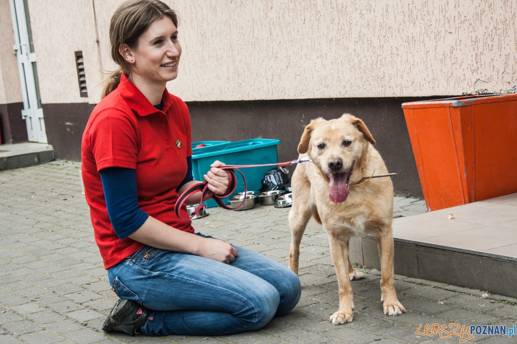 51. urodziny schroniska w Poznaniu (30.05.2015) Foto: © Karolina Kiraga 51. urodziny schroniska w Poznaniu (30.05.2015) Foto: © Karolina Kiraga