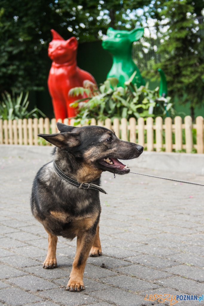51. urodziny schroniska w Poznaniu (30.05.2015) Foto: © Karolina Kiraga 51. urodziny schroniska w Poznaniu (30.05.2015) Foto: © Karolina Kiraga