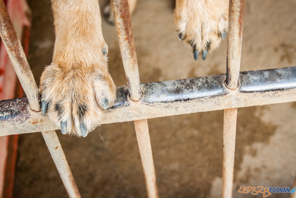 51. urodziny schroniska w Poznaniu (30.05.2015) Foto: © Karolina Kiraga 51. urodziny schroniska w Poznaniu (30.05.2015) Foto: © Karolina Kiraga