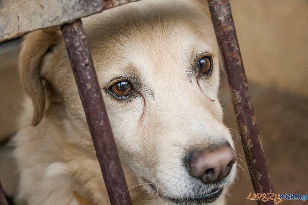 51. urodziny schroniska w Poznaniu (30.05.2015) Foto: © Karolina Kiraga 51. urodziny schroniska w Poznaniu (30.05.2015) Foto: © Karolina Kiraga