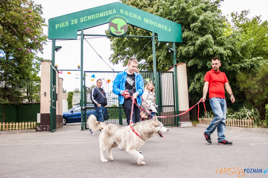 51. urodziny schroniska w Poznaniu (30.05.2015) Foto: © Karolina Kiraga 51. urodziny schroniska w Poznaniu (30.05.2015) Foto: © Karolina Kiraga