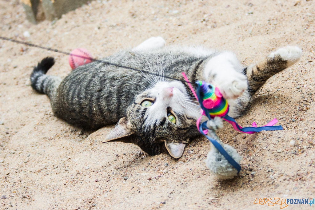 51. urodziny schroniska w Poznaniu (30.05.2015) Foto: © Karolina Kiraga 51. urodziny schroniska w Poznaniu (30.05.2015) Foto: © Karolina Kiraga