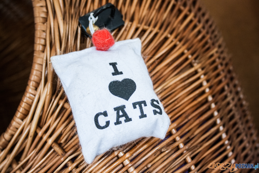 51. urodziny schroniska w Poznaniu (30.05.2015) Foto: © Karolina Kiraga 51. urodziny schroniska w Poznaniu (30.05.2015) Foto: © Karolina Kiraga