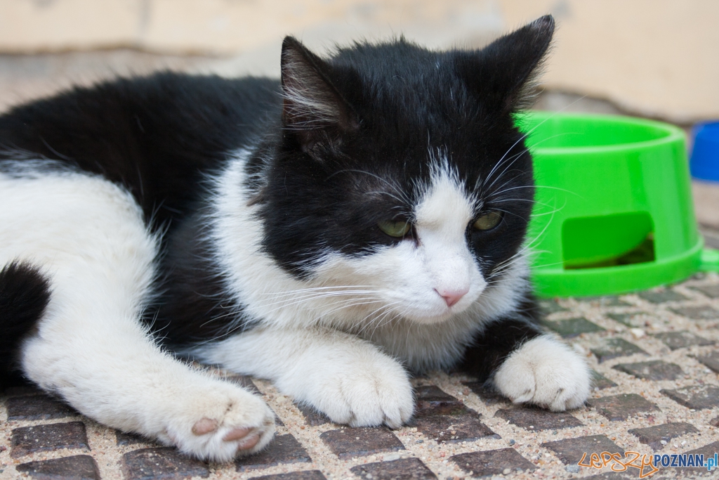 51. urodziny schroniska w Poznaniu (30.05.2015) Foto: © Karolina Kiraga 51. urodziny schroniska w Poznaniu (30.05.2015) Foto: © Karolina Kiraga