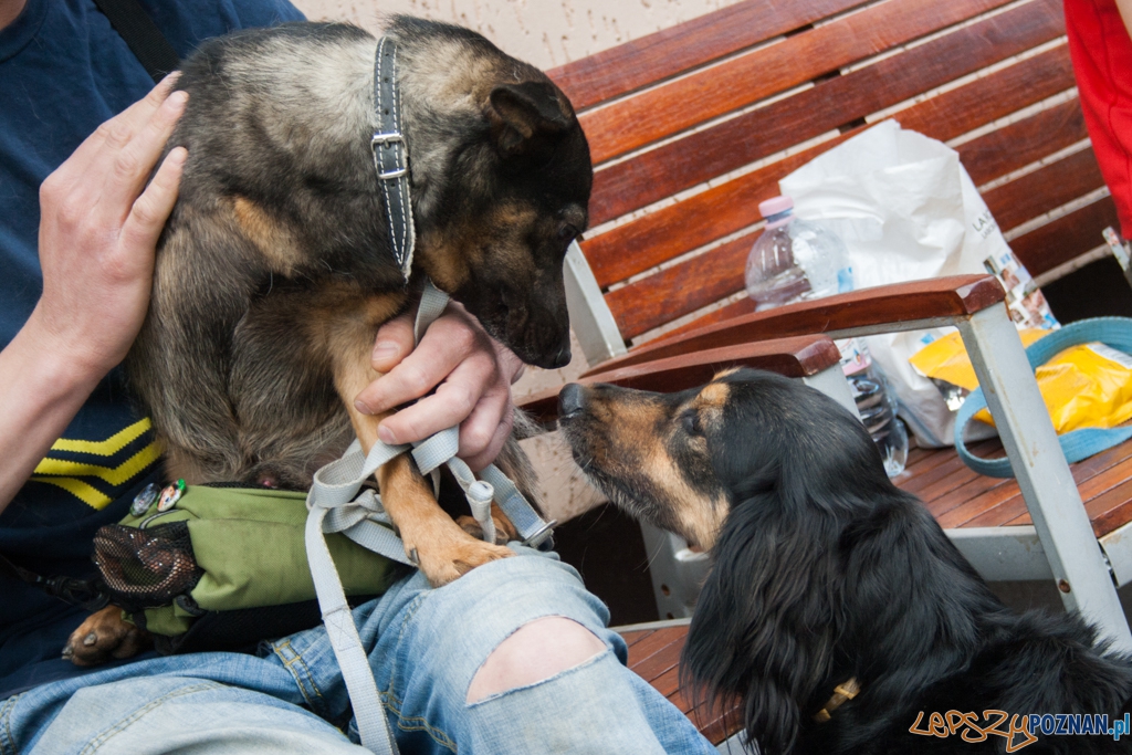 51. urodziny schroniska w Poznaniu (30.05.2015) Foto: © Karolina Kiraga 51. urodziny schroniska w Poznaniu (30.05.2015) Foto: © Karolina Kiraga