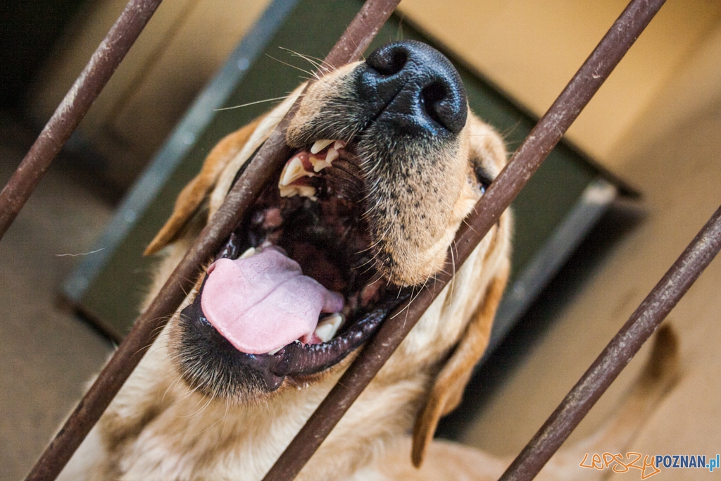 51. urodziny schroniska w Poznaniu (30.05.2015) Foto: © Karolina Kiraga 51. urodziny schroniska w Poznaniu (30.05.2015) Foto: © Karolina Kiraga